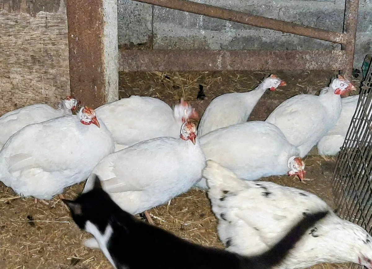 White Guinea Fowl - Image 3