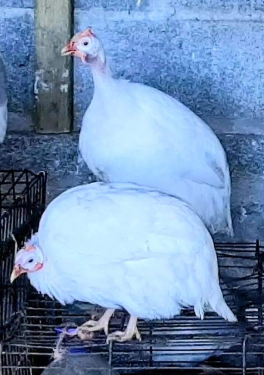 White Guinea Fowl - Image 1