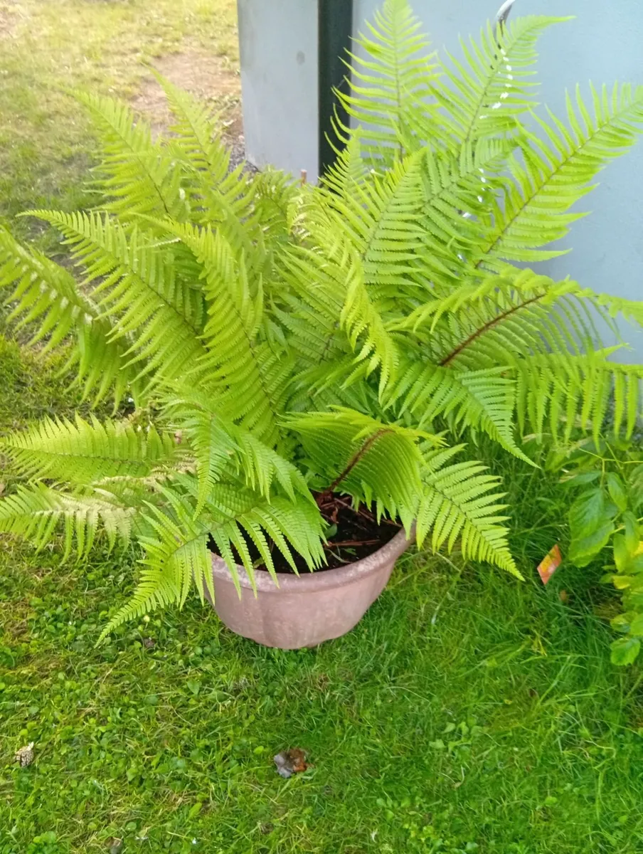 Large OSTRICH FERN in the pot - Image 2