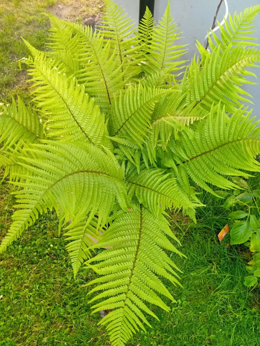 Large OSTRICH FERN in the pot - Image 1
