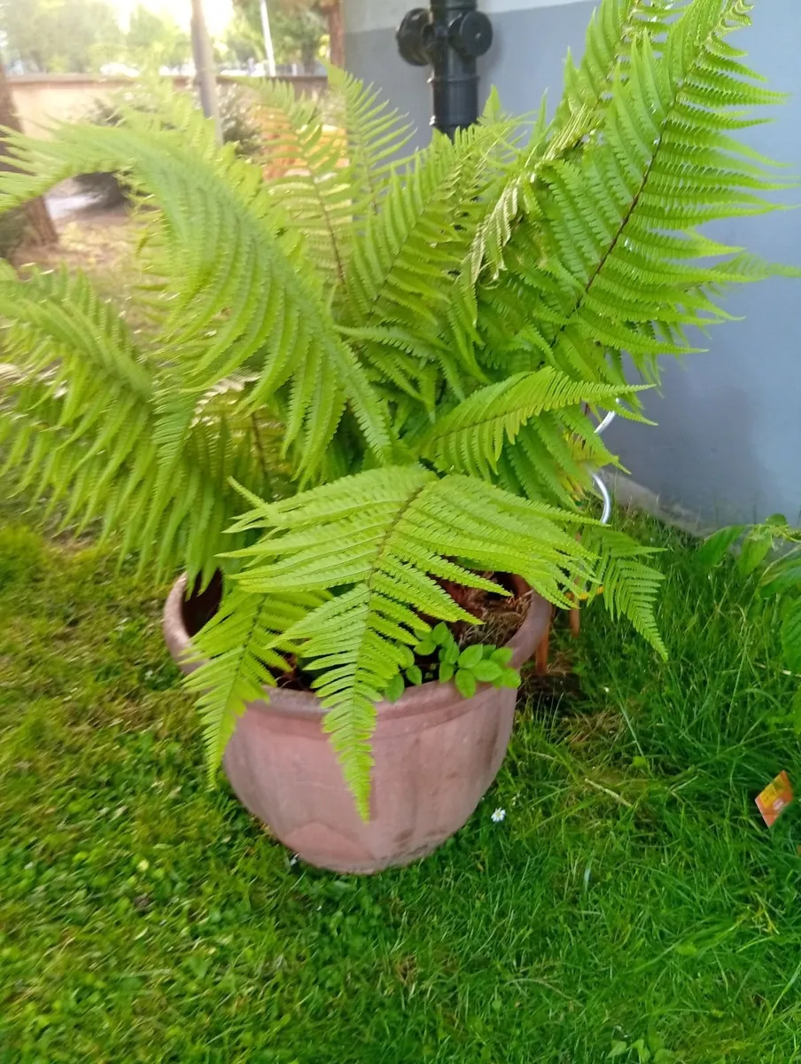 Large OSTRICH FERN in the pot - Image 3