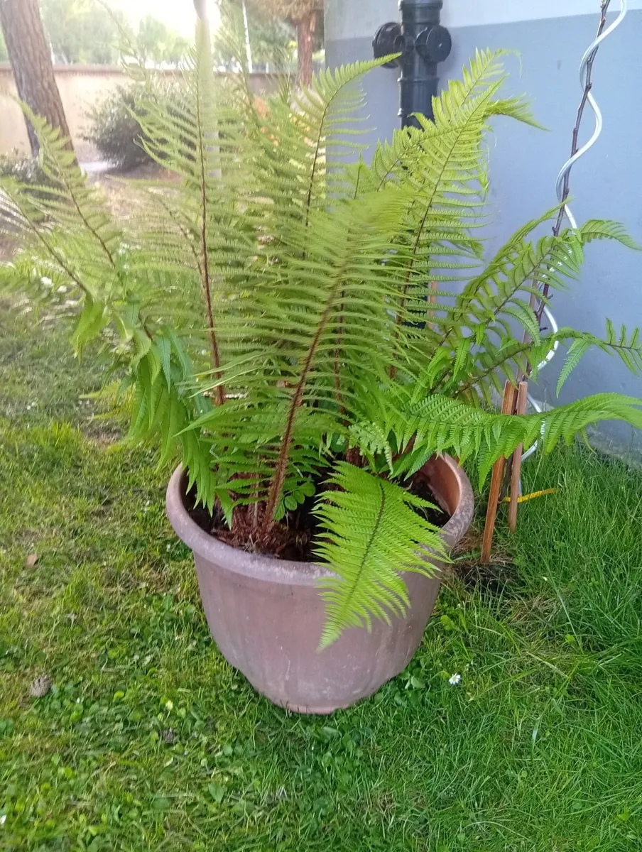Large OSTRICH FERN in the pot - Image 4