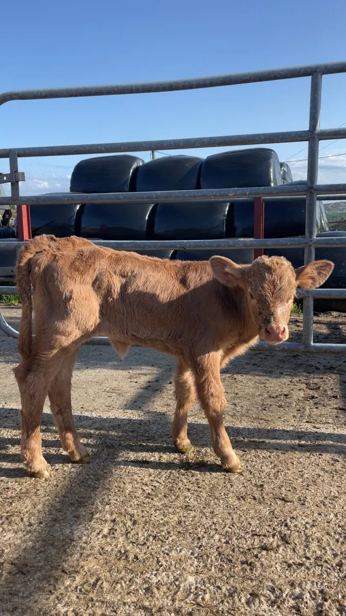 Calf