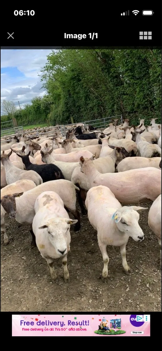 Sheep shearing 🐑 - Image 1