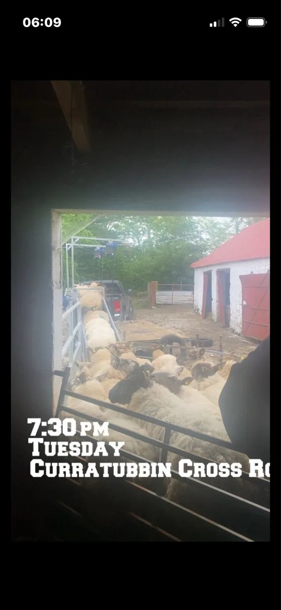 Sheep shearing 🐑 - Image 3