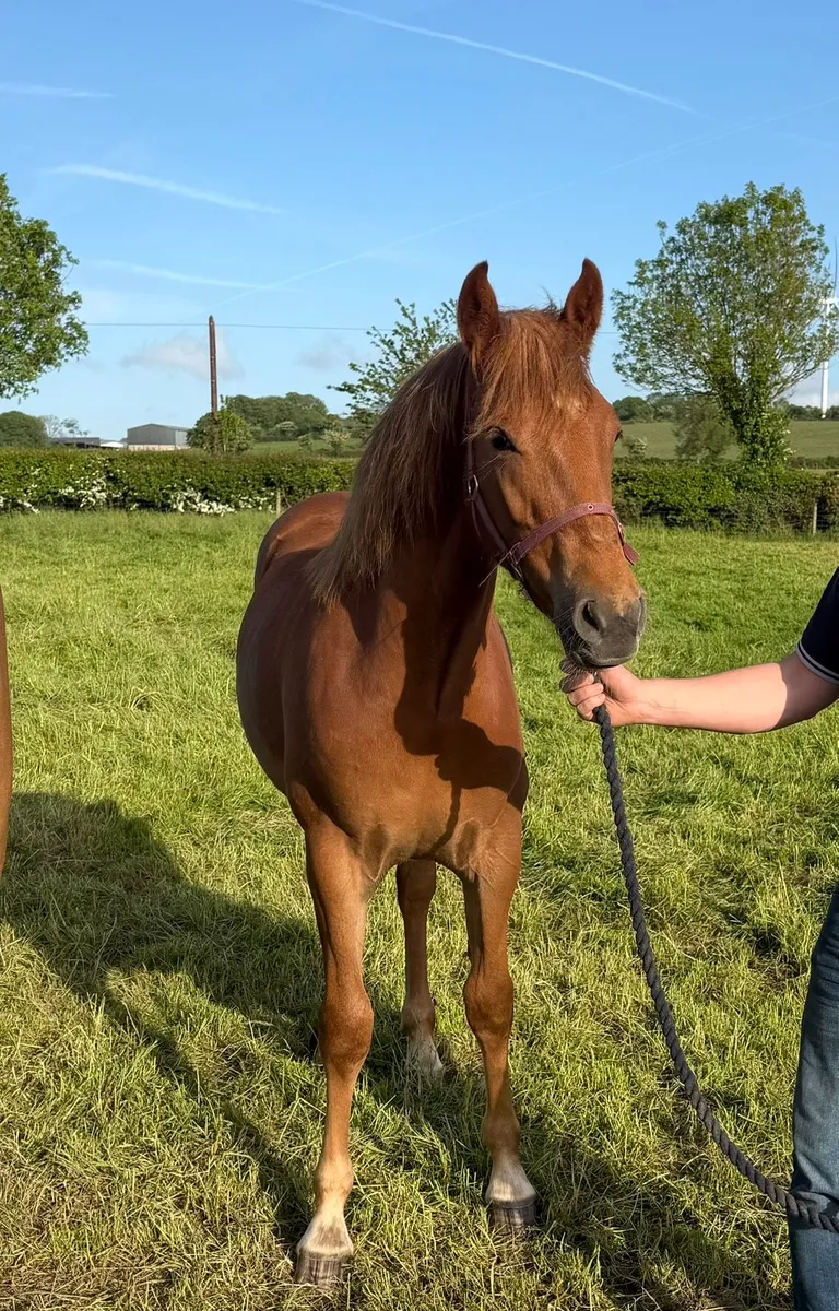Serious quality Liver chestnut ID yearling filly - Image 1