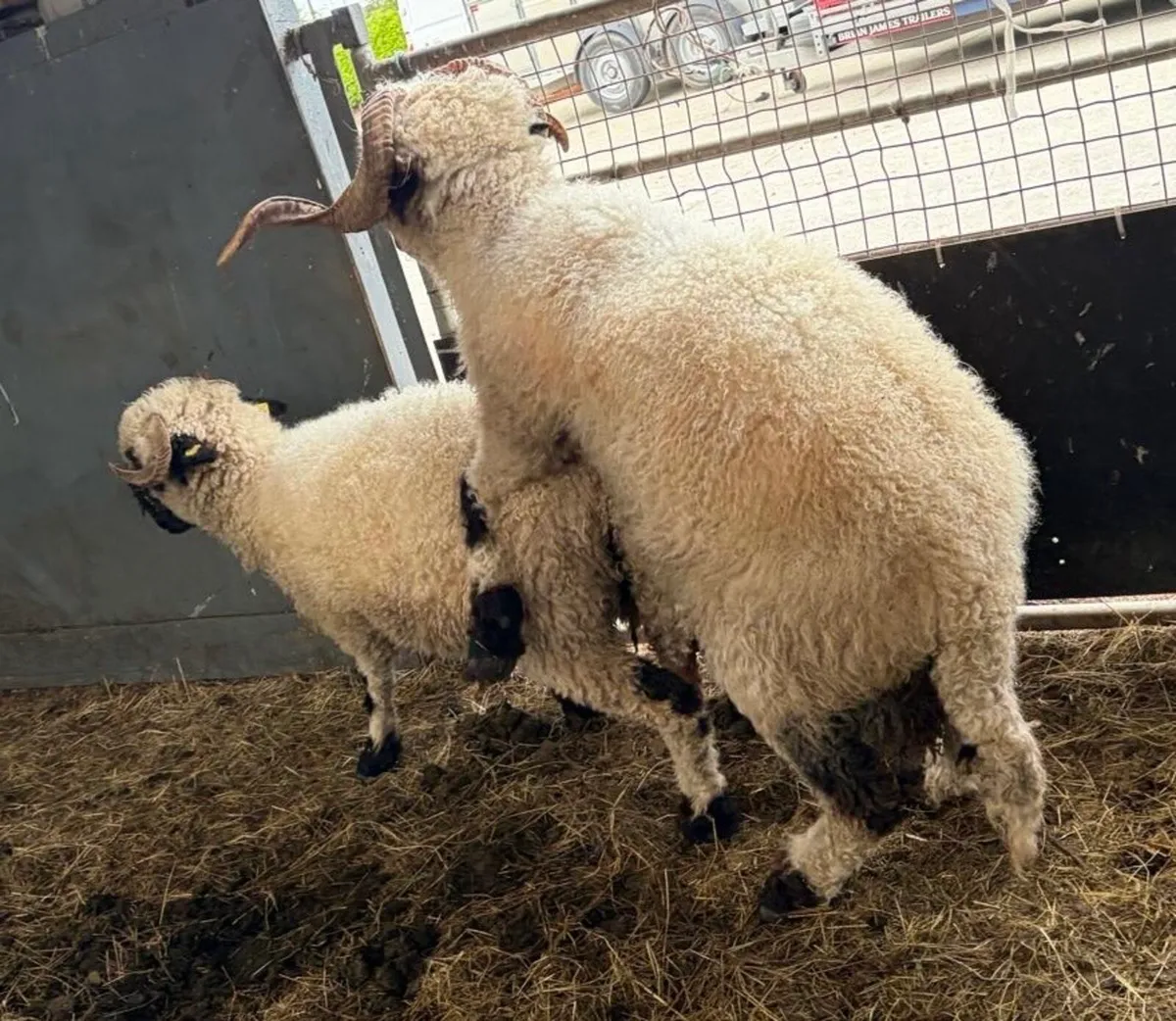 Valais Blacknose pedigree ewe and ram - Image 4