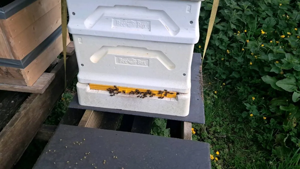 Nuc's and hives for sale - Image 1