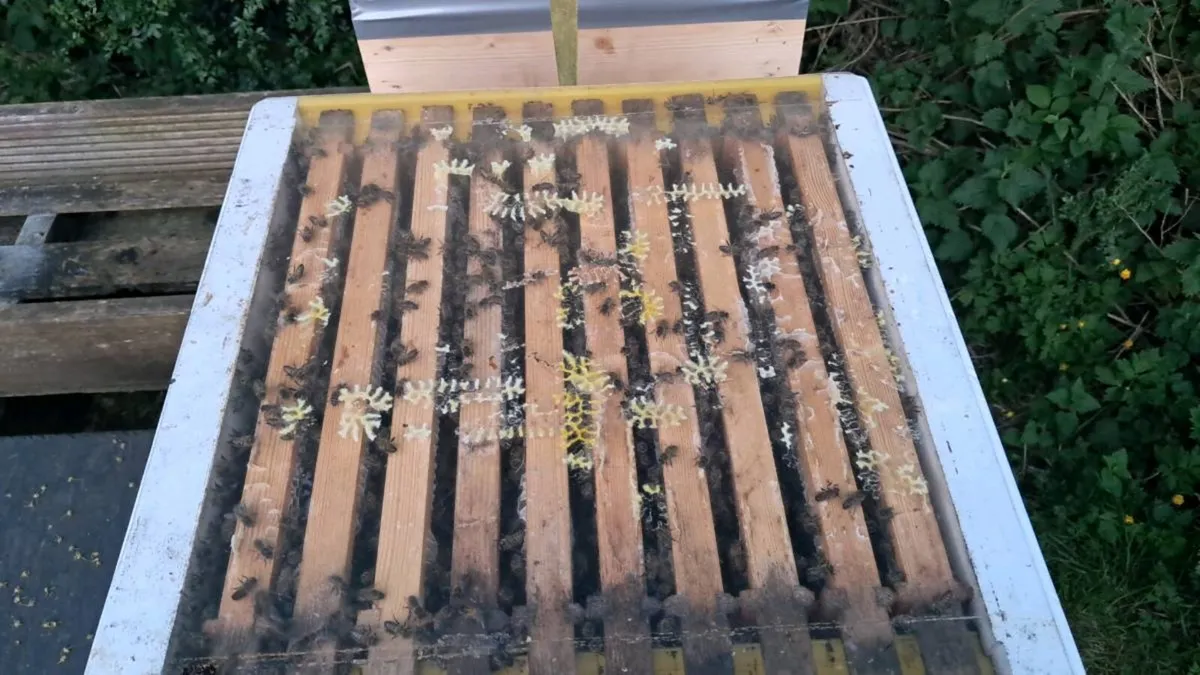 Nuc's and hives for sale - Image 2