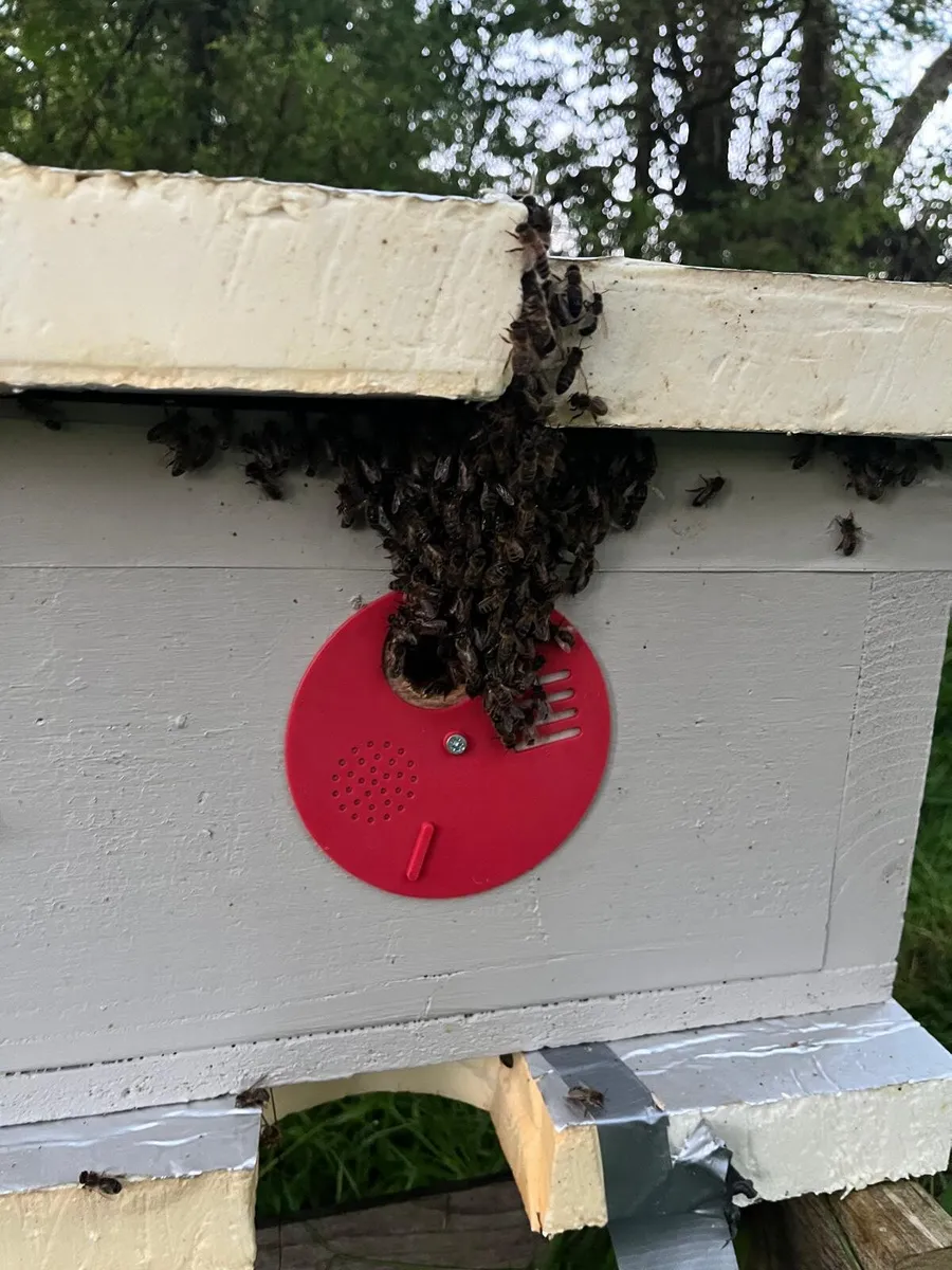 Nuc's and hives for sale - Image 3
