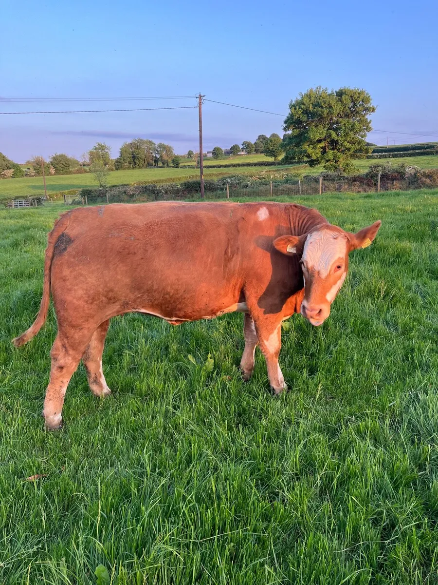 Cattle - Image 2