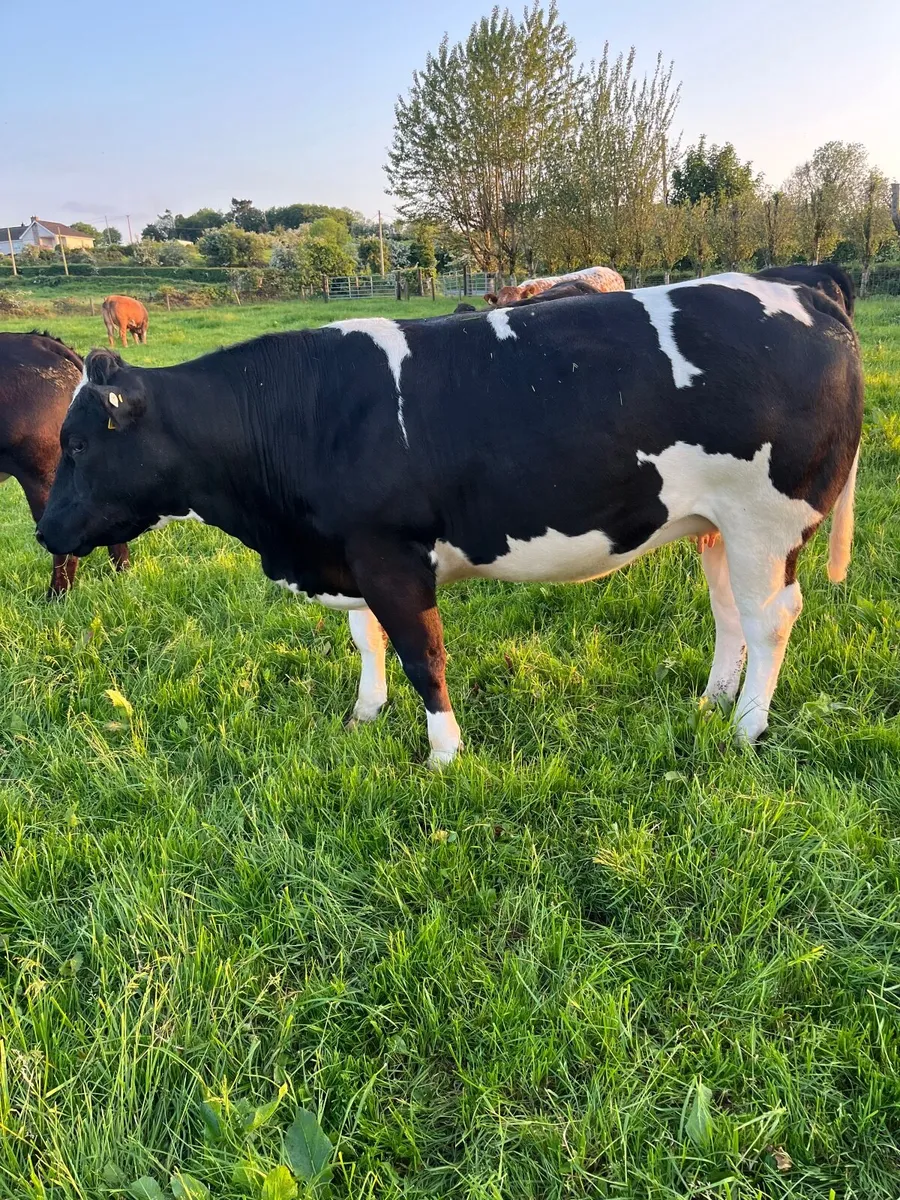 Cattle - Image 3