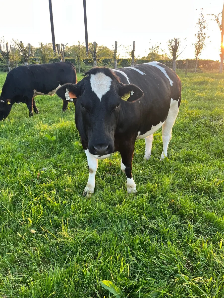 Cattle - Image 1