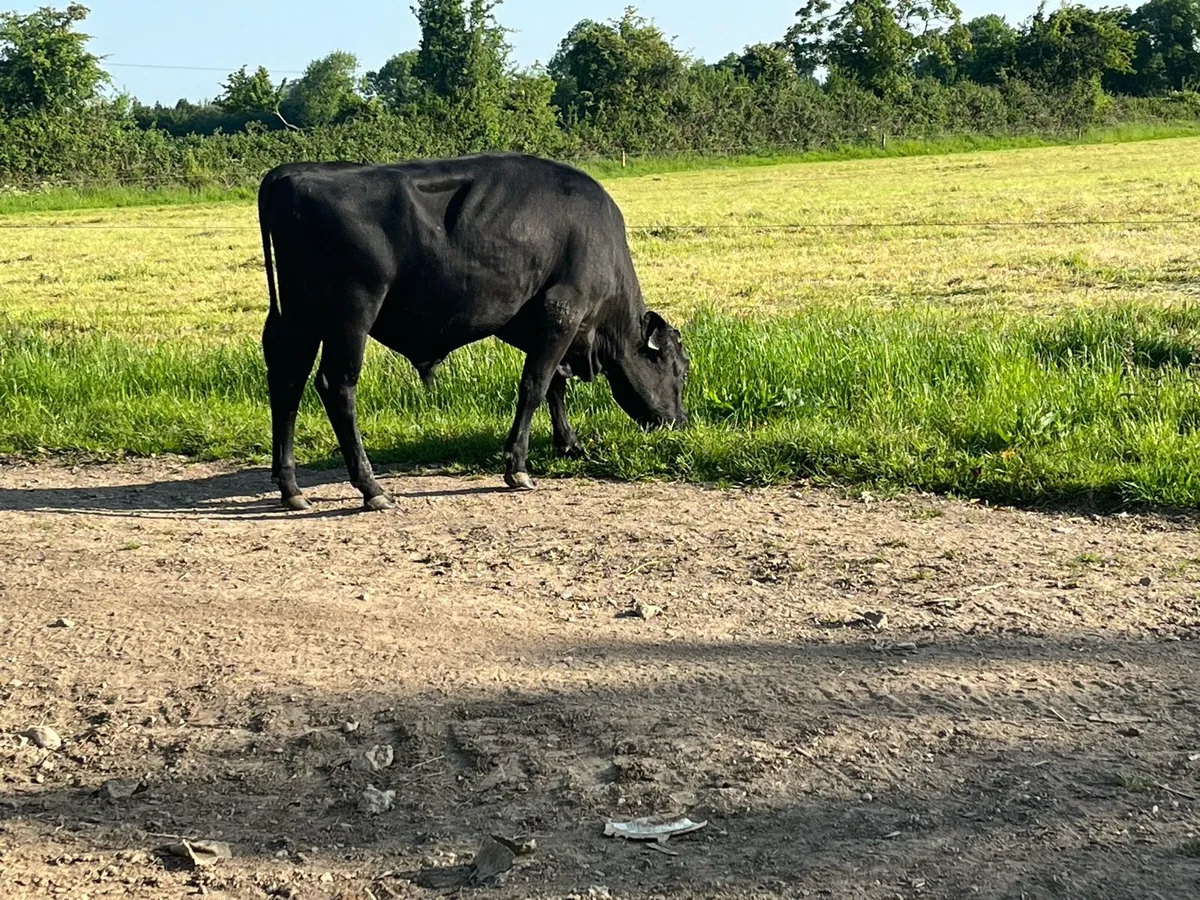 Teaser Bulls - Image 2