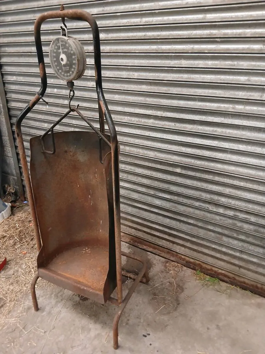 Lamb weighing scales - Image 2