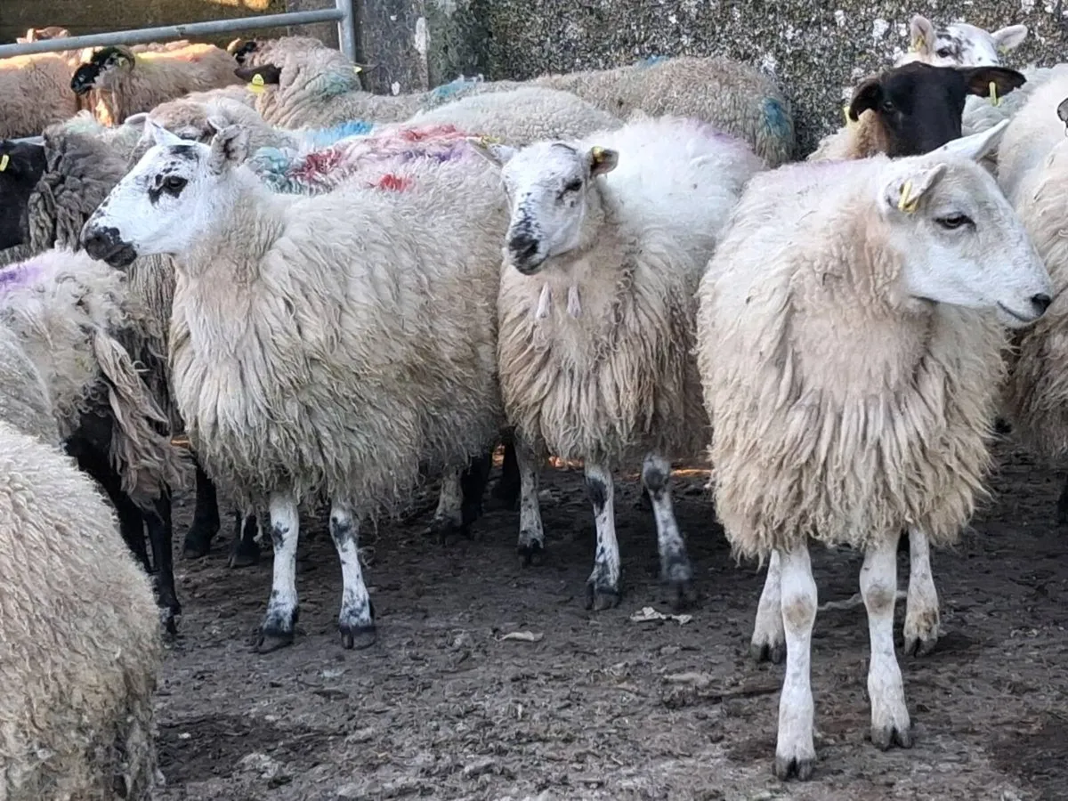 20 Ewe Hoggets - Image 2