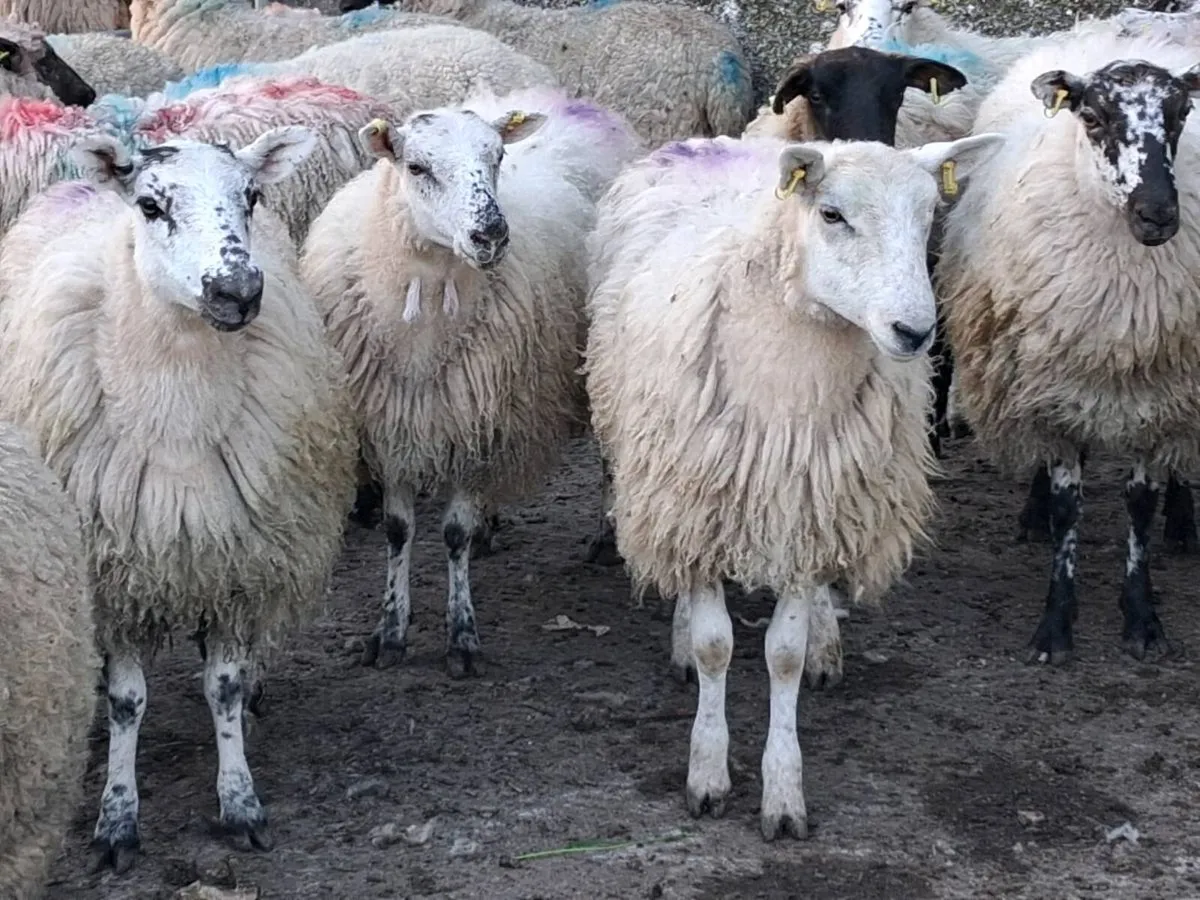 20 Ewe Hoggets - Image 3