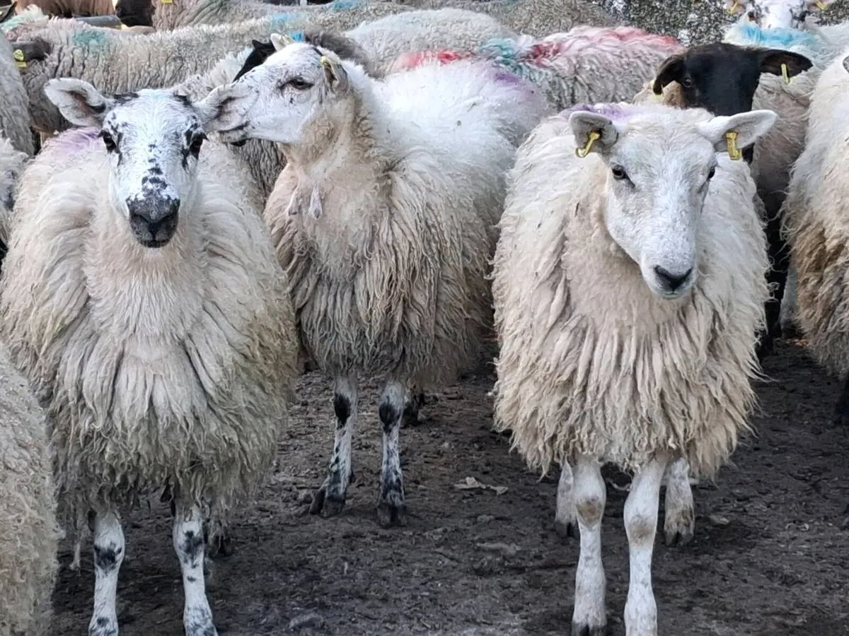 20 Ewe Hoggets - Image 4