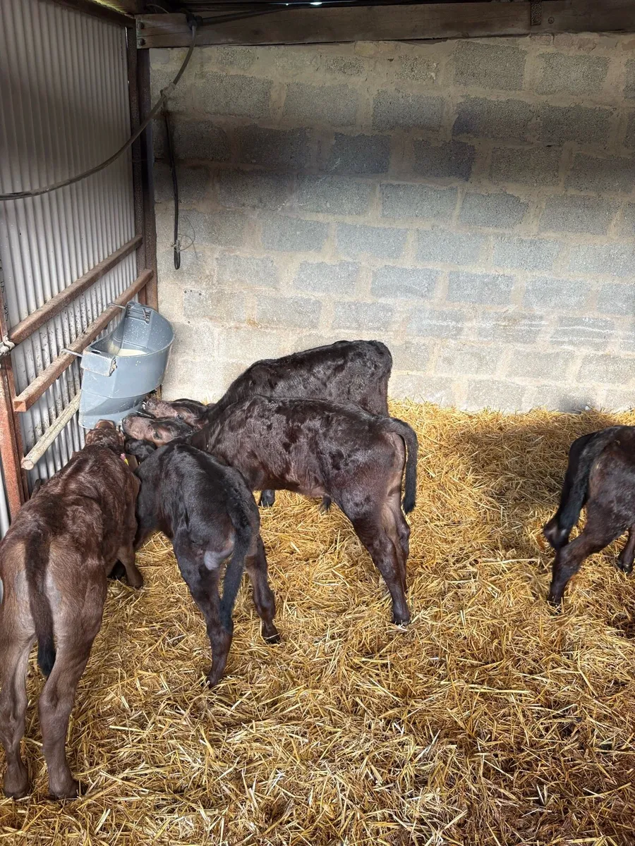 10 Angus calves for sale - Image 2