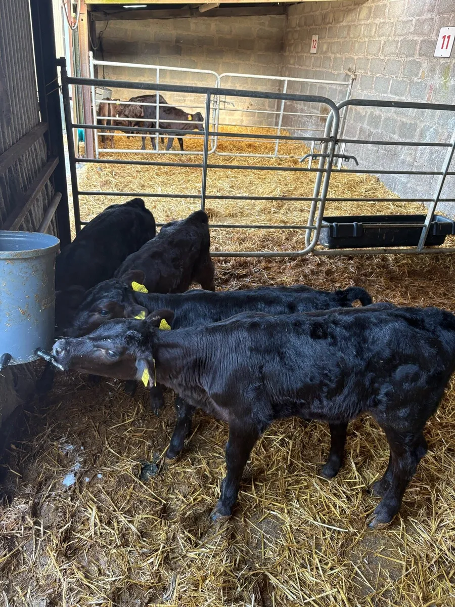 10 Angus calves for sale - Image 3