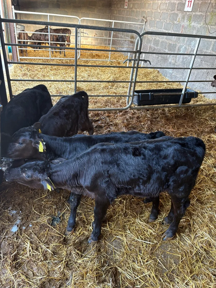 10 Angus calves for sale - Image 1