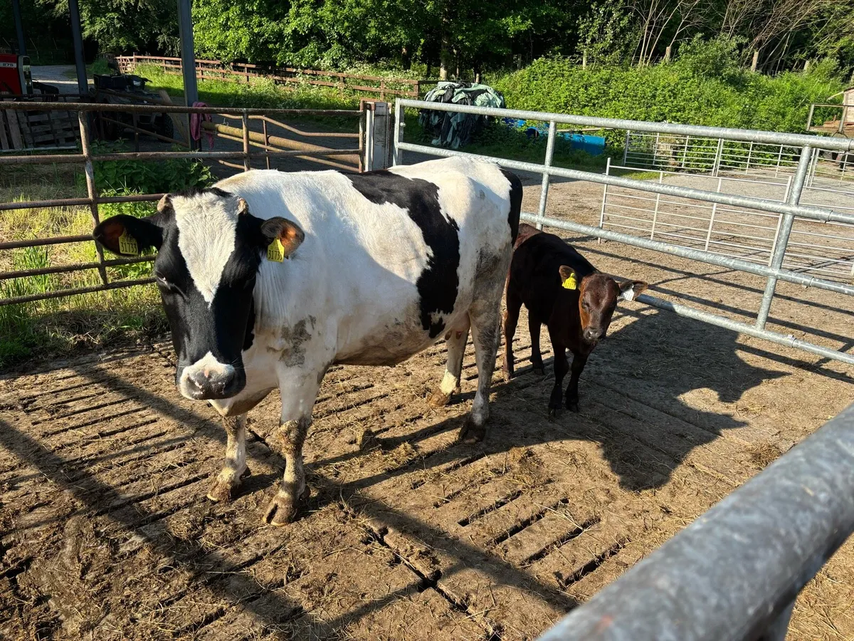 Organic Cow and calf at foot - Image 2