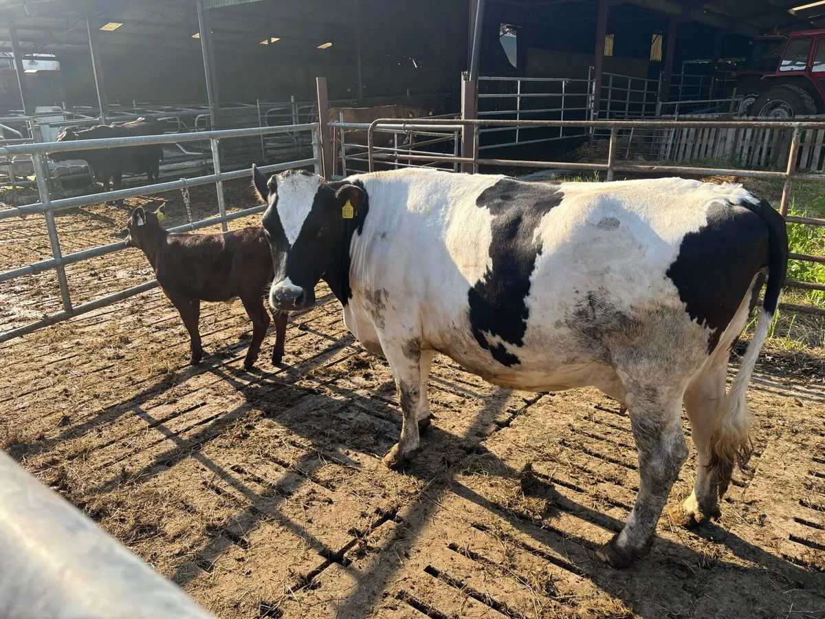 Organic Cow and calf at foot - Image 3