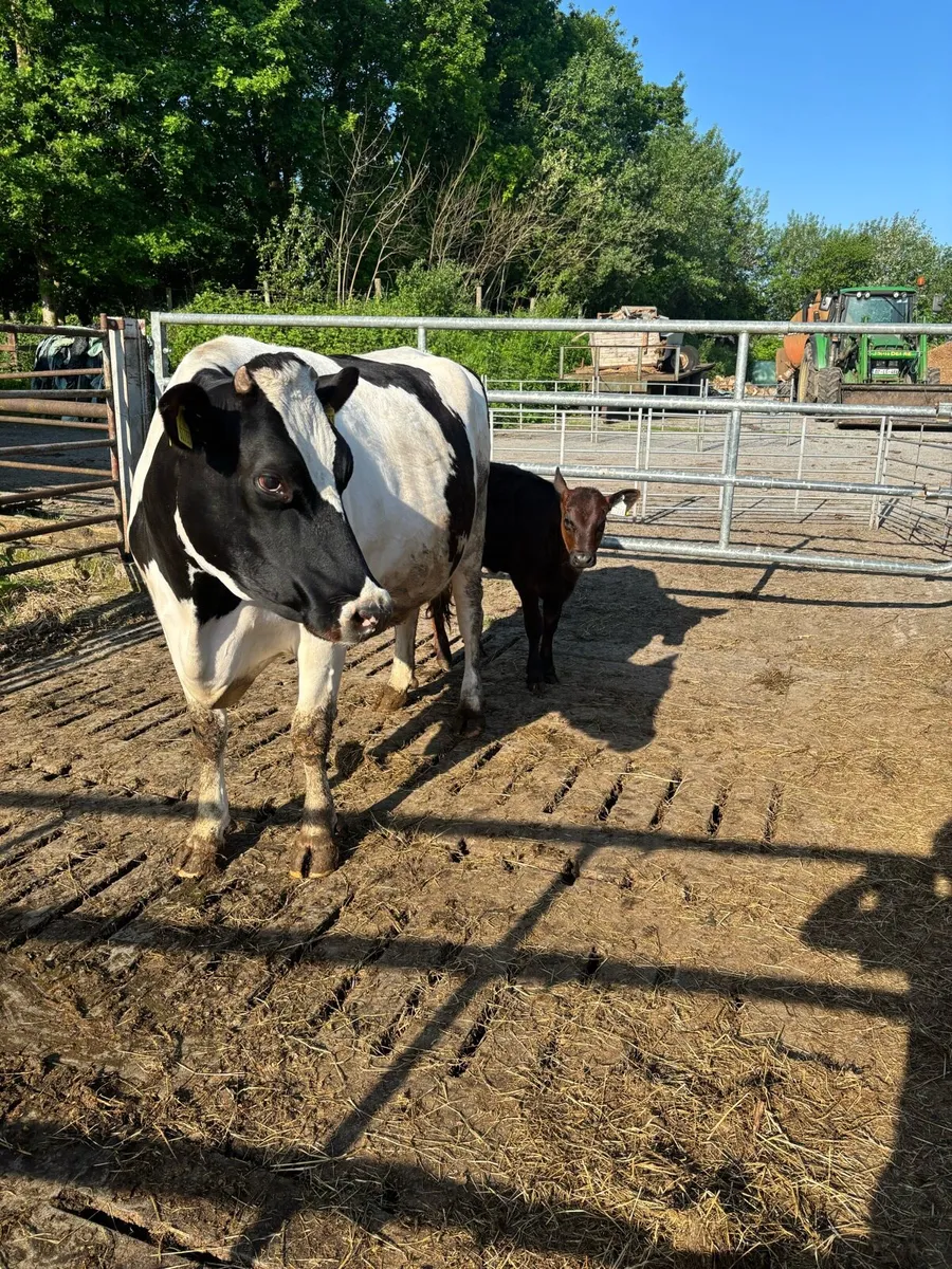 Organic Cow and calf at foot - Image 4