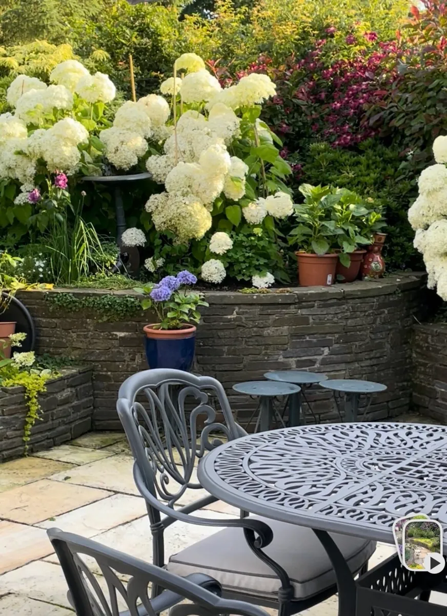 Hydrangeas Annabelle - Image 1