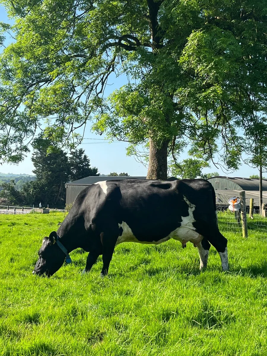 British friesian  type milkers served again - Image 1