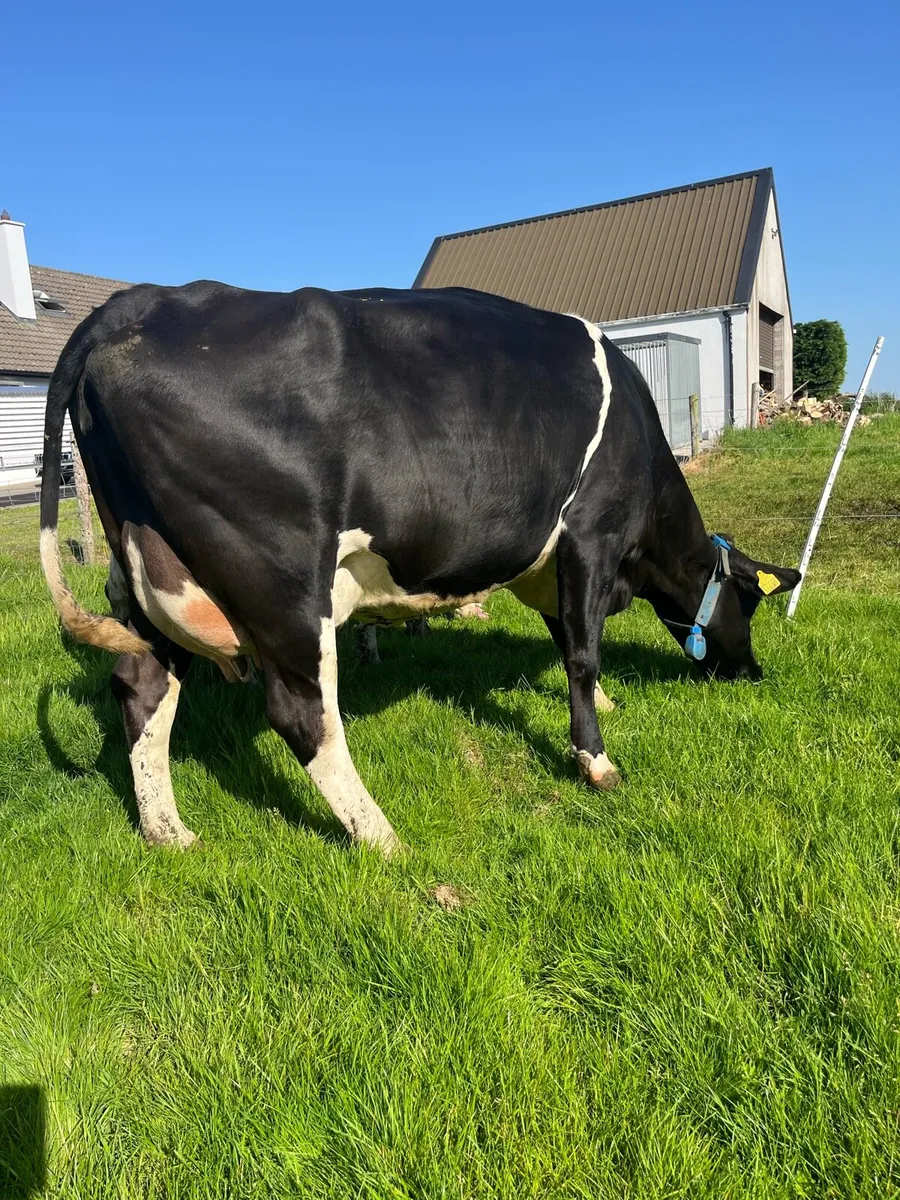 British friesian  type milkers served again - Image 2