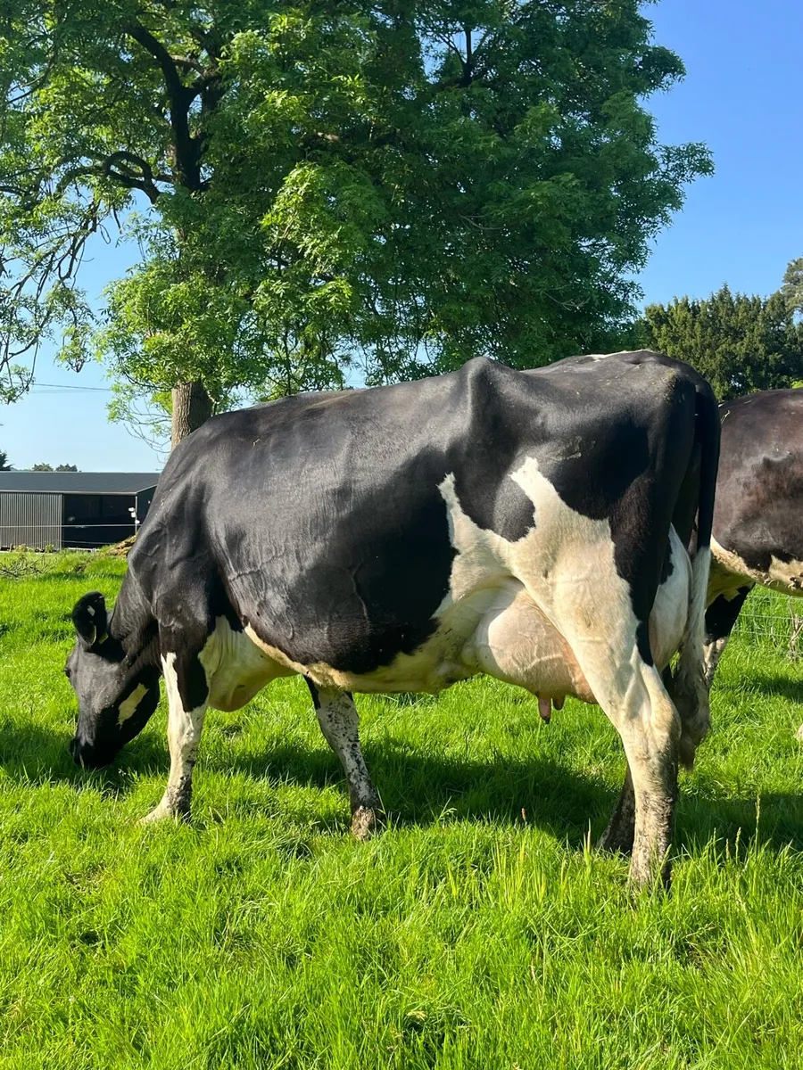 British friesian  type milkers served again - Image 3