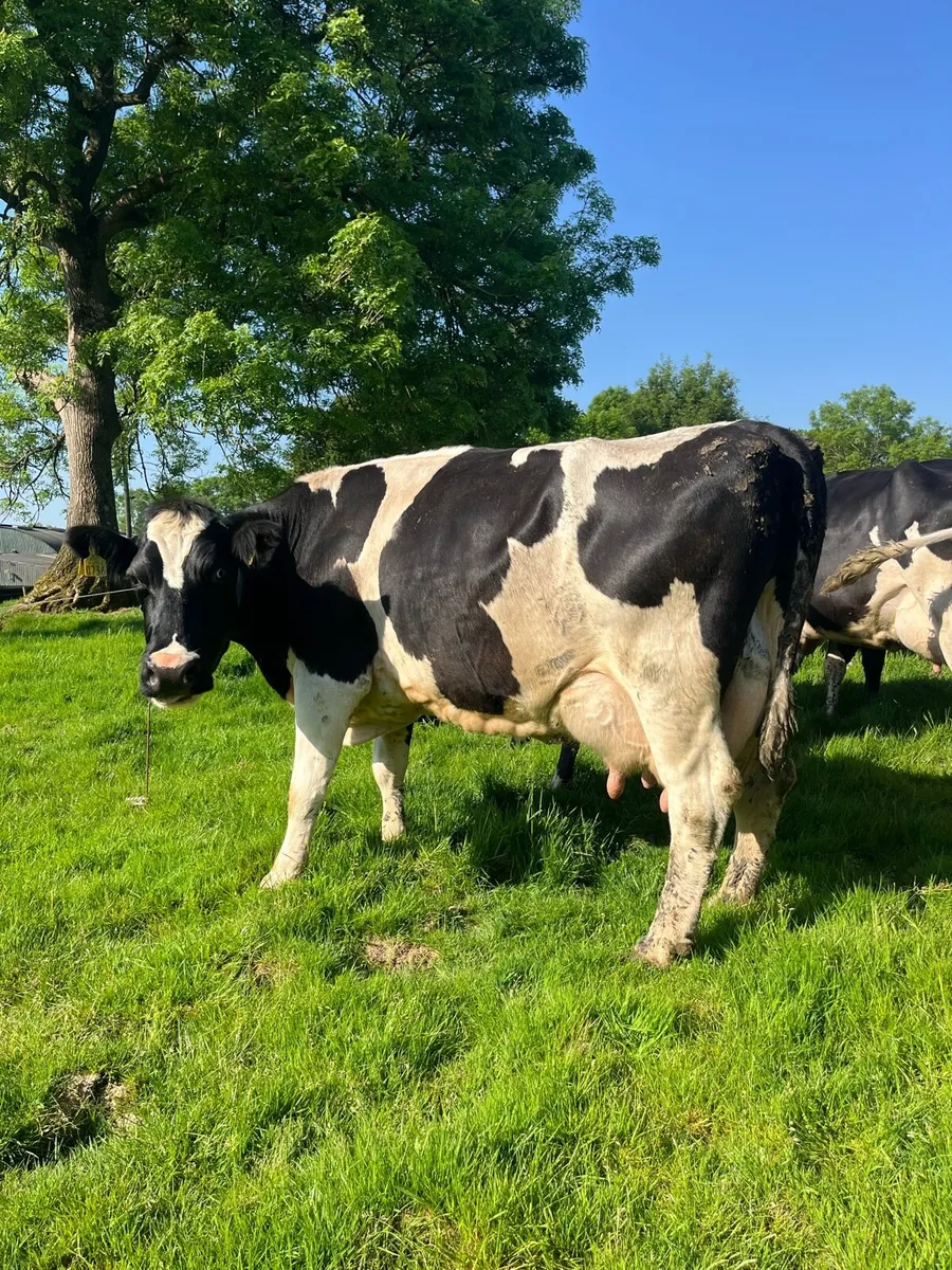 British friesian  type milkers served again - Image 4