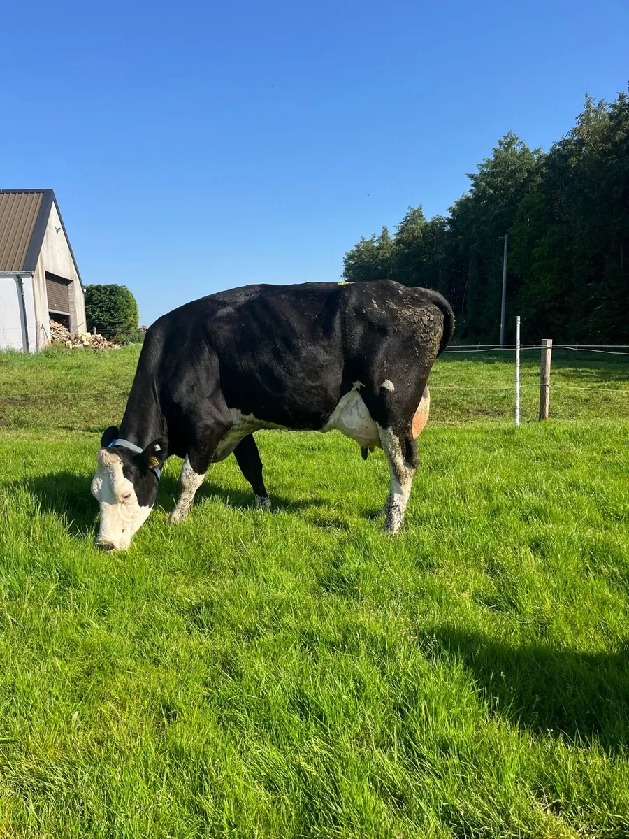 British friesian  type milkers served by a.i again - Image 2