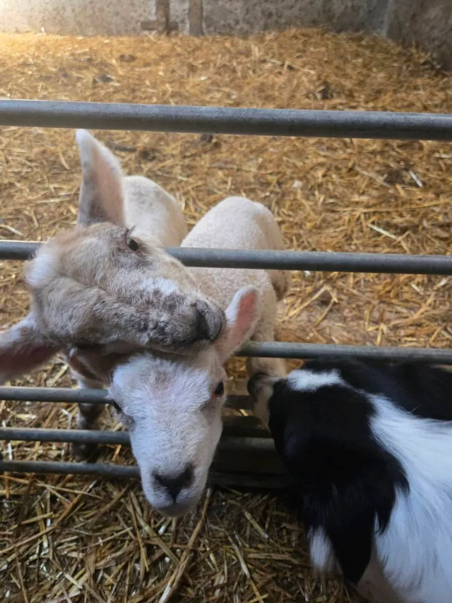 Pet Lambs - Image 2