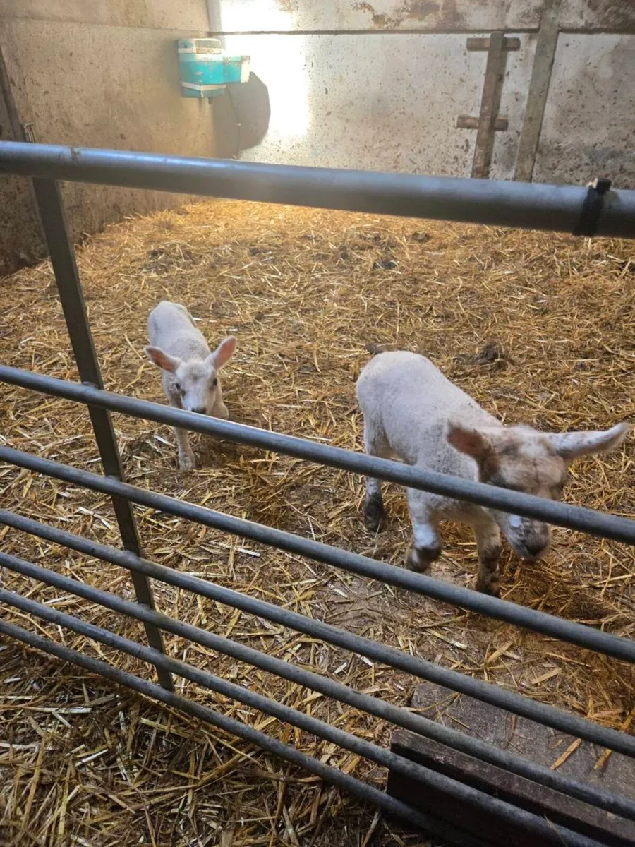 Pet Lambs - Image 3
