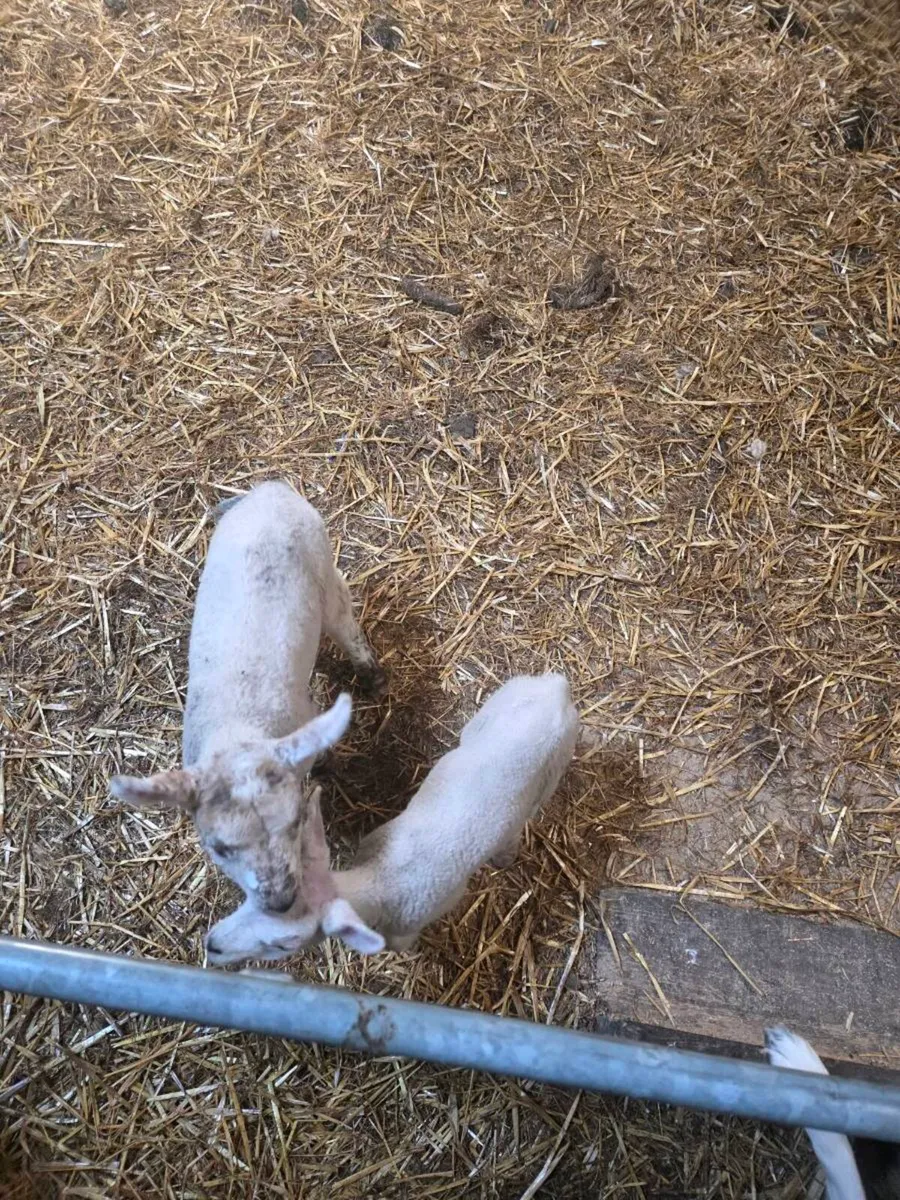 Pet Lambs - Image 1