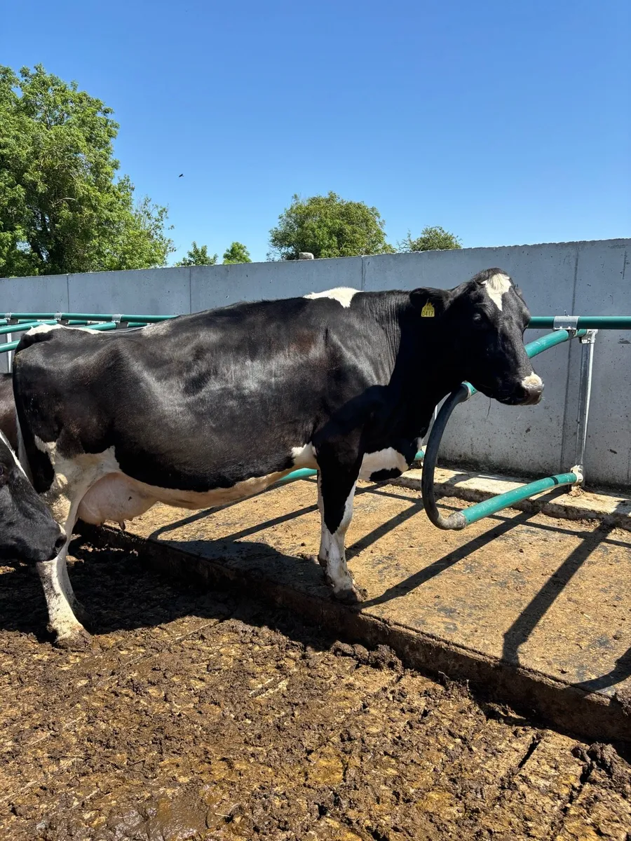 20 June calving cows for sale - Image 1