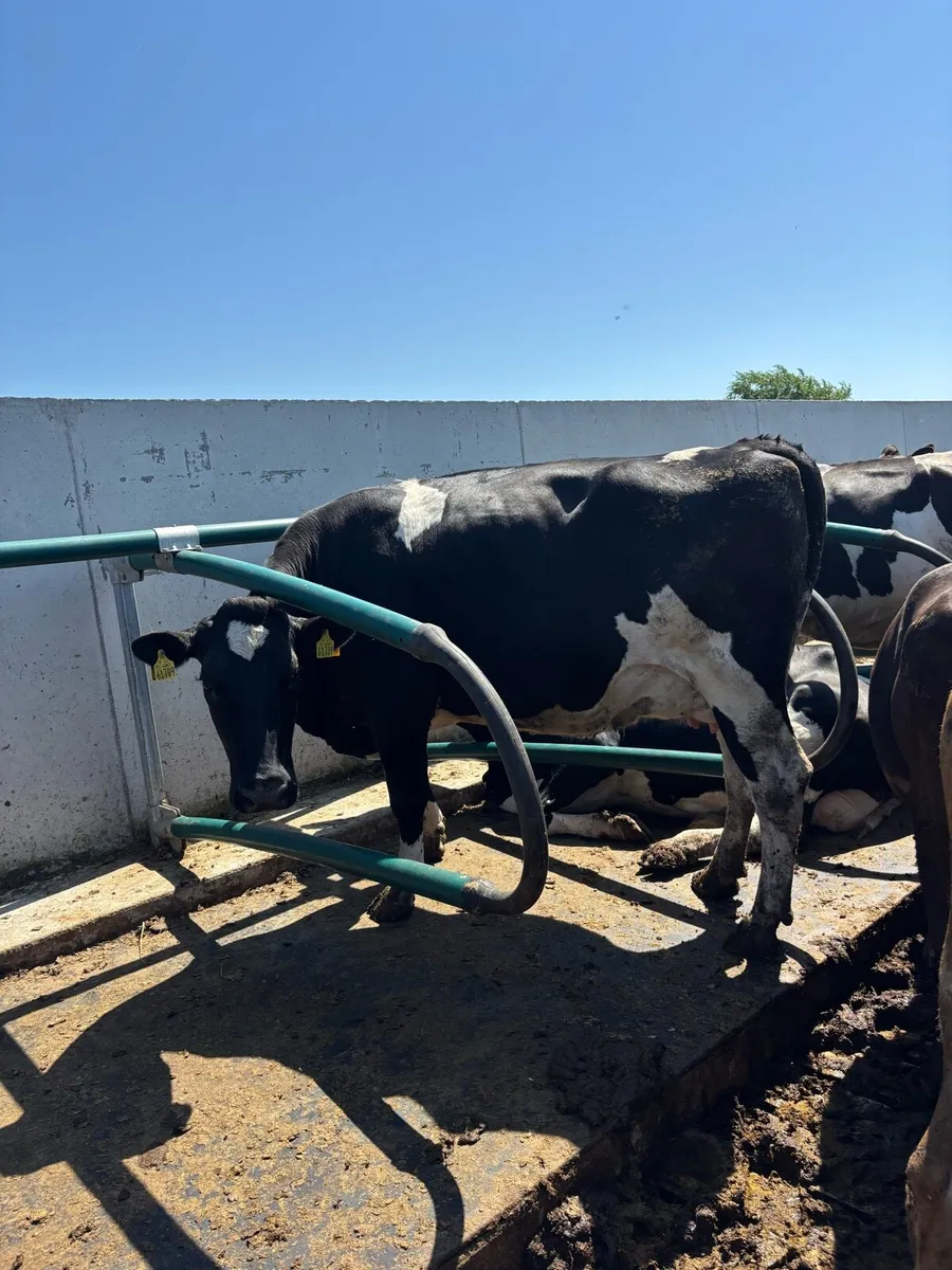 20 June calving cows for sale - Image 2
