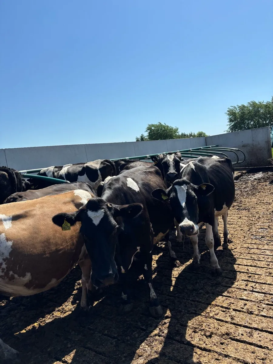 20 June calving cows for sale - Image 3