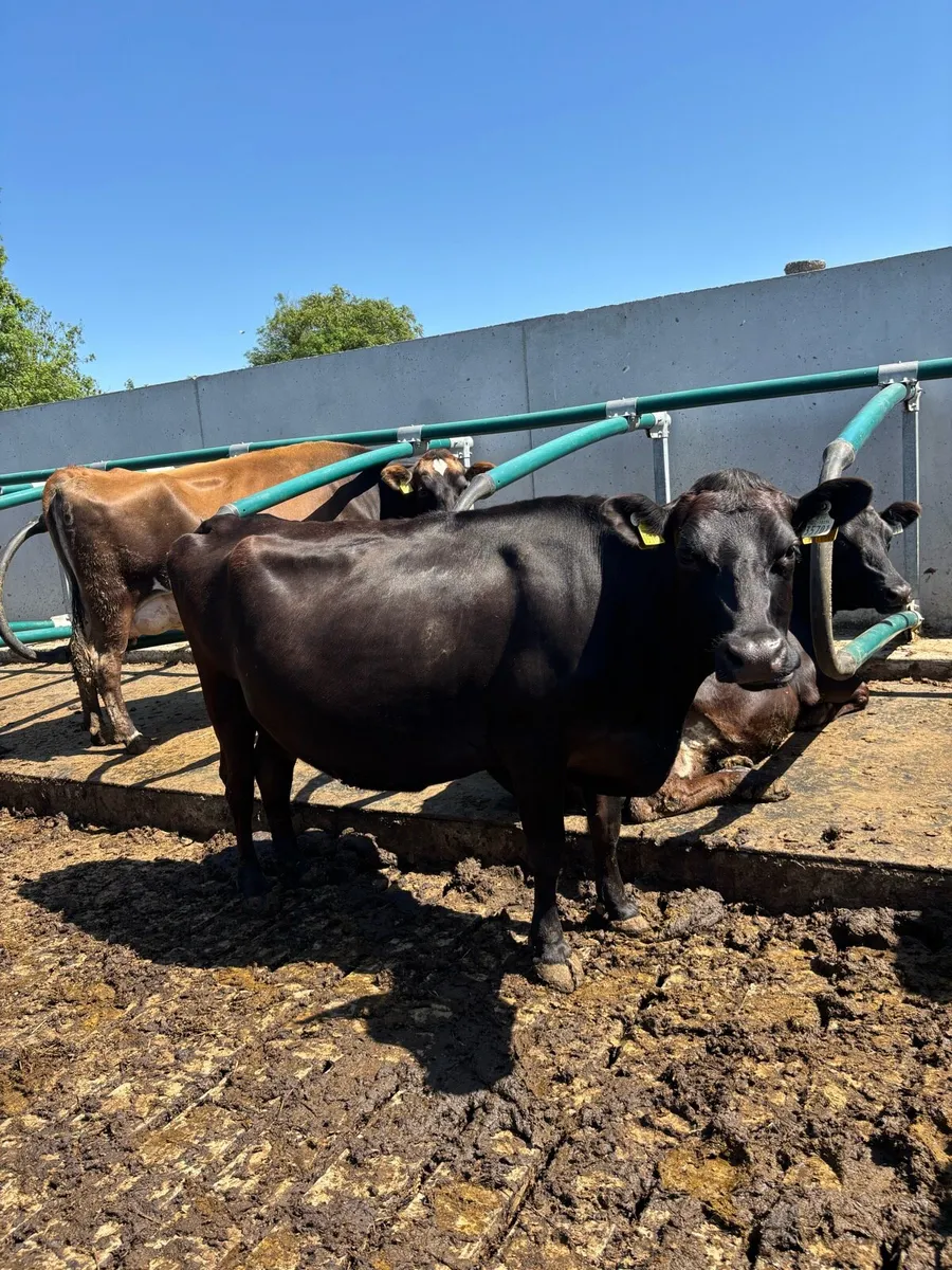 20 June calving cows for sale - Image 4