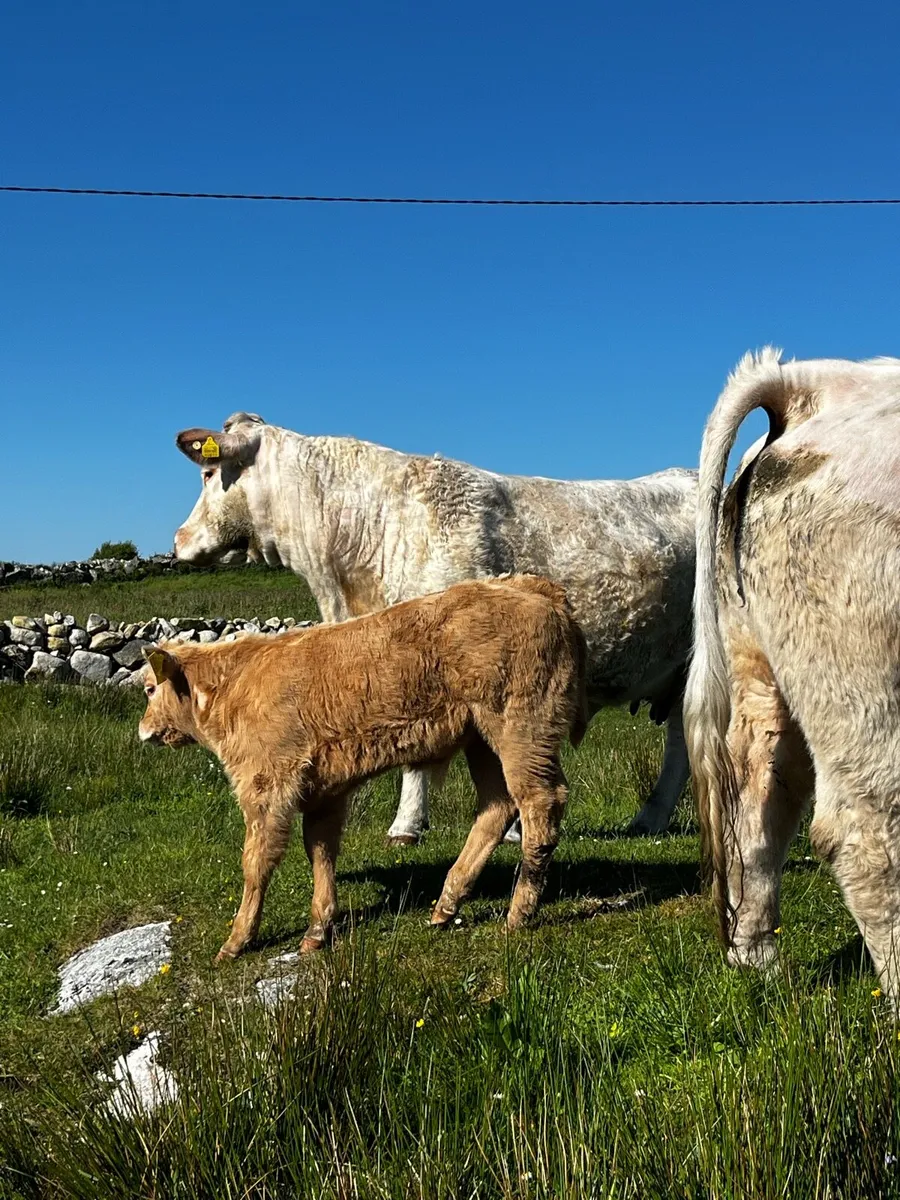 First Calver - Image 3