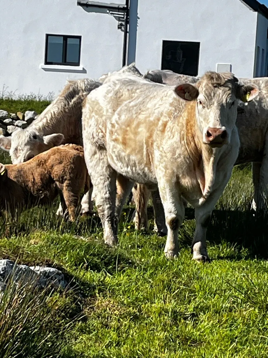 First Calver - Image 1