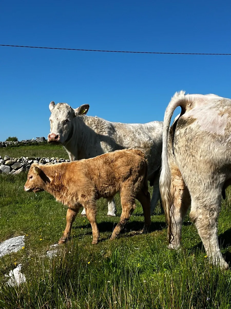 First Calver - Image 2
