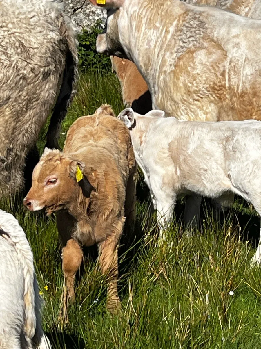 First Calver - Image 4