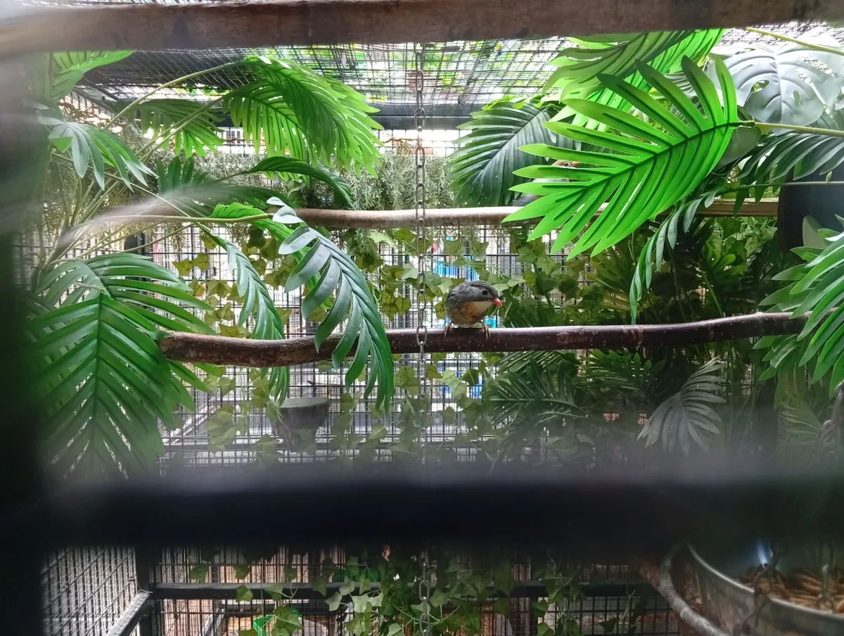 Birds - Image 2