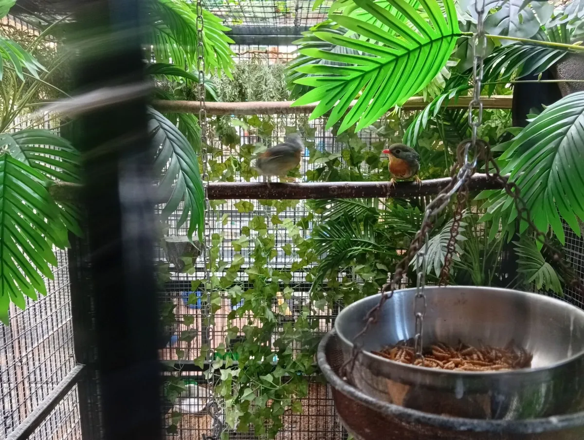Birds - Image 1