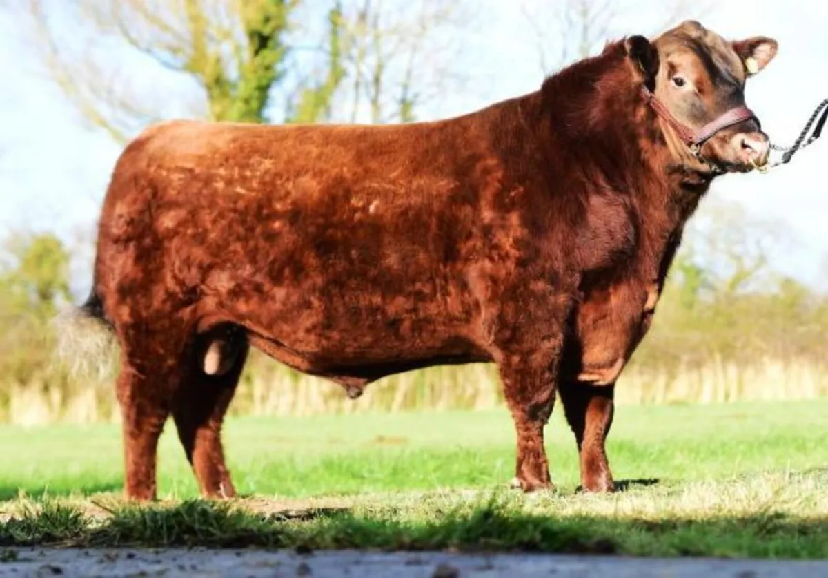 2 Pedigree Red Angus Bulls - Image 1