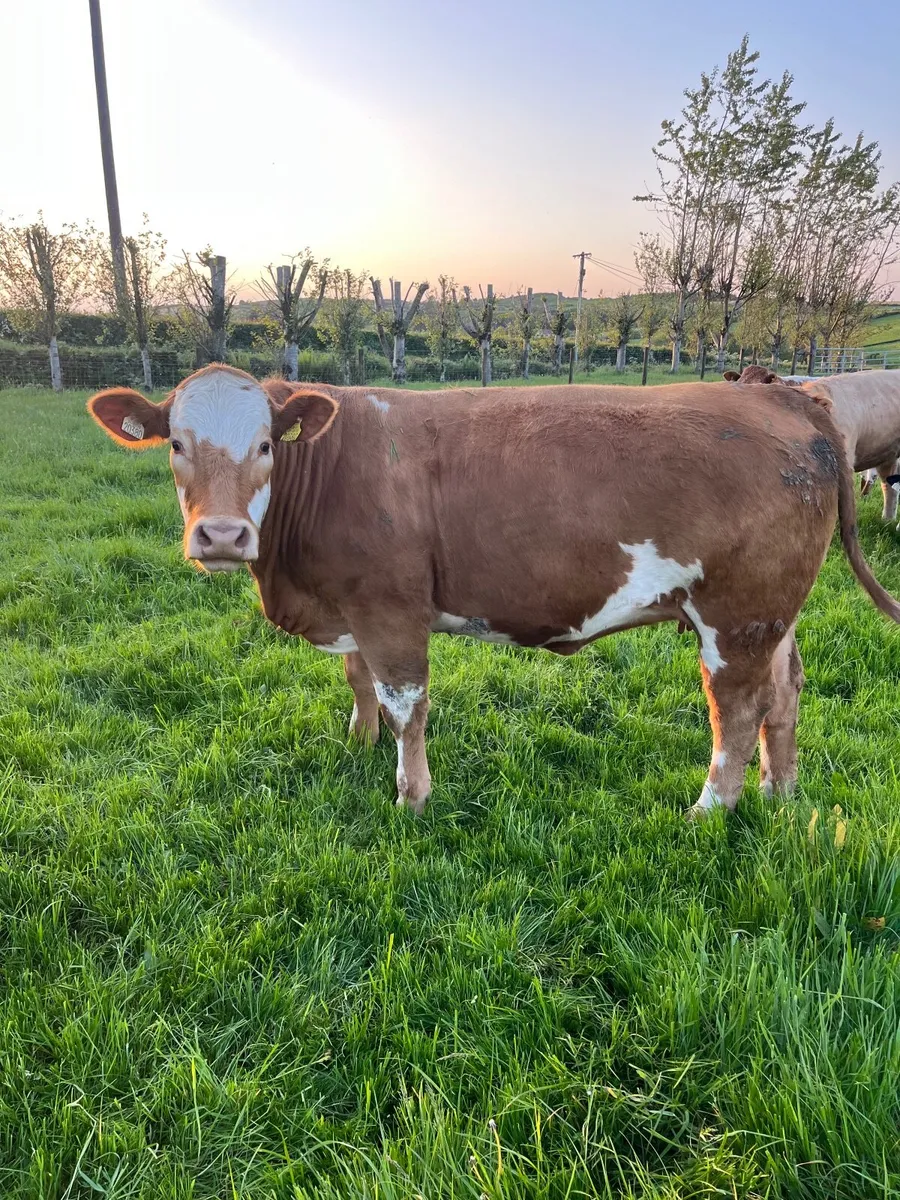 Cattle - Image 4