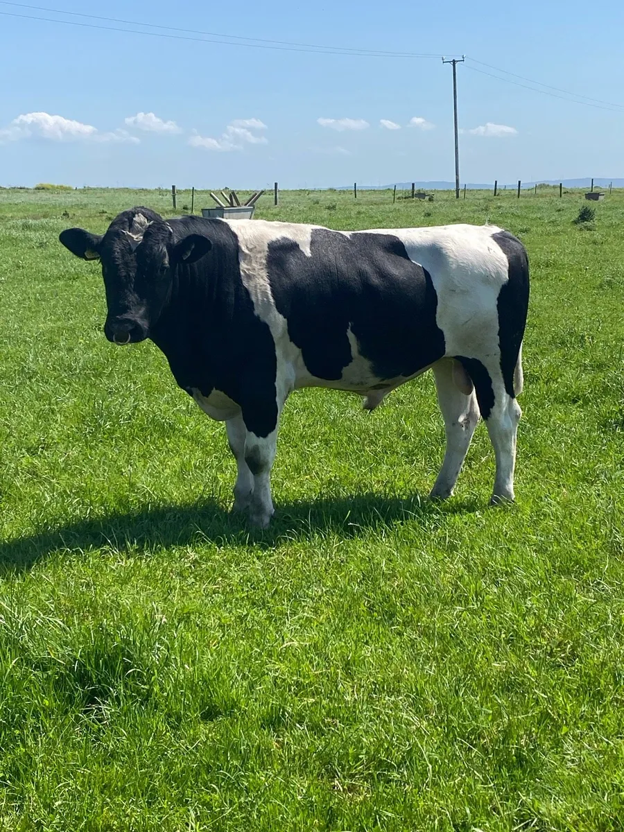 Cows and bull - Image 1